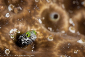 "Freeze Face"
A Secretary Blenny comes out to inspect th... by Dusty Norman 